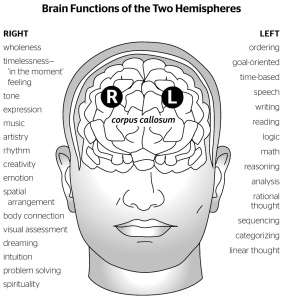Brain-Hemispheres