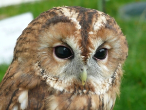 owl1