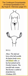 BullFemaleReproductive
