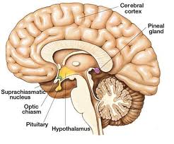 How-To-Stimulate-The-Pineal-Gland-To-Produce-More-Melatonin