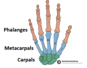Overview-of-the-Bones-of-the-Hand-Carpals-Metacarpals-and-Phalanges