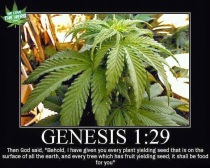 05 Genesis Marijuana