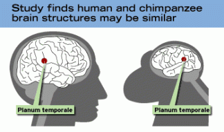 ChimpanzeeHumanBrain