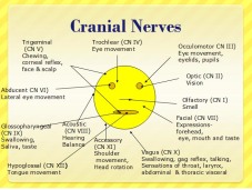 cranial-nerves-2.gif