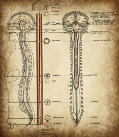 jacobs ladder spinal cord pineal