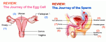 jouRney of the speRm and egg ce ll s