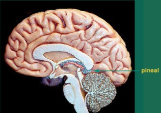 MJ 2012 Brain Pineal gland