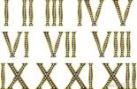 roman-numerals-1-12