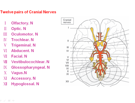 Twelve pairs of Cranial nerves