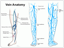 vein-anatomy